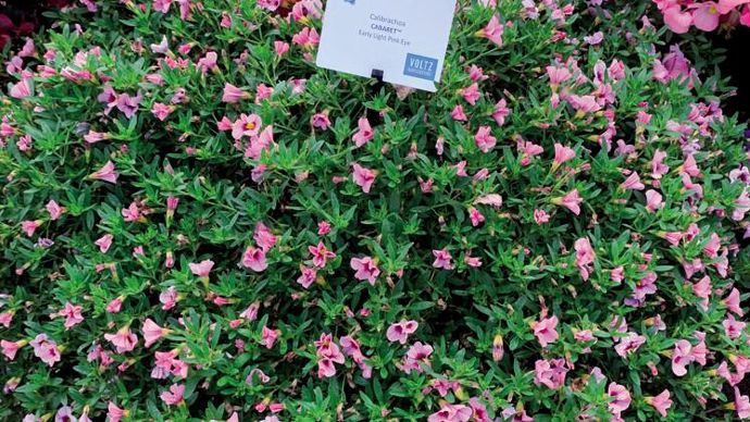Calibrachoa Cabaret® Early Light Pink Eye ©P.Fayolle